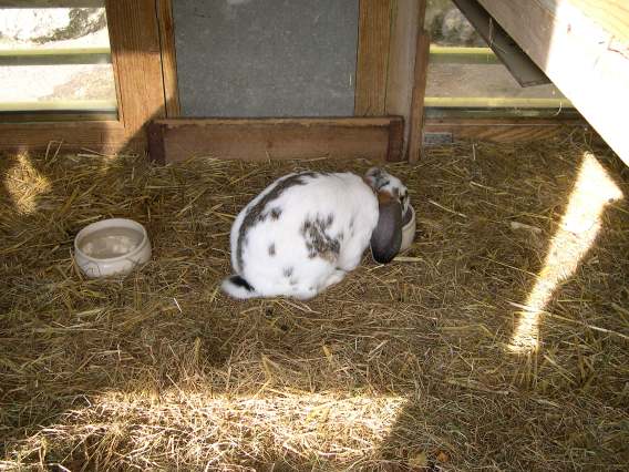  Lapin